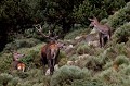  cerf elaphe, cervus elaphus, mammifère, montagne, France, biches 