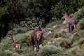  cerf elaphe, cervus elaphus, mammifère, montagne, France, biches 