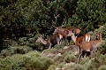  cerf elaphe, cervus elaphus, mammifère, montagne, France, biche, accouplement 