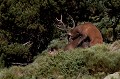  cerf elaphe, cervus elaphus, mammifère, montagne, France, biche, accouplement 