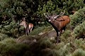 cerf elaphe, cervus elaphus, mammifère, montagne, France, biche, brame 