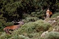  cerf elaphe, cervus elaphus, mammifère, montagne, France, biche, brame 