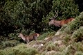  cerf elaphe, cervus elaphus, mammifère, montagne, France, biche 