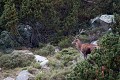  cerf elaphe, cervus elaphus, mammifère, montagne, France 