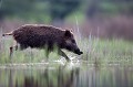  sanglier, étang, vertébré, sus scrofa, mammifère, France 