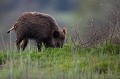  sanglier, étang, vertébré, sus scrofa, mammifère, France 