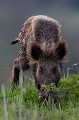  sanglier, étang, vertébré, sus scrofa, mammifère, France 