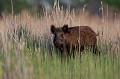  sanglier, étang, vertébré, sus scrofa, mammifère, France 