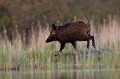 sanglier, étang, vertébré, sus scrofa, mammifère, France 