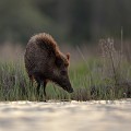  sanglier, étang, vertébré, sus scrofa, mammifère, France 