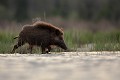  sanglier, étang, vertébré, sus scrofa, mammifère, France 