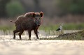  sanglier, étang, vertébré, sus scrofa, mammifère, France 