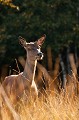  biche, cervus elaphus, France, Massif Central 