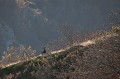  mouflon, ovis gmelini, montagne, vertébré, France, mammifère 