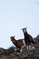  mouflon, ovis gmelini, montagne, vertébré, France, mammifère 