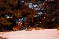  mouflon, ovis gmelini, montagne, vertébré, France, mammifère 