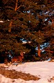  mouflon, ovis gmelini, montagne, vertébré, France, mammifère 