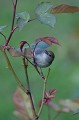  fauvette à tête noir, femelle, oiseau, vertébré, Sylvia atricapilla, France, Europe, passereau 