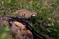  perdrix rouge, alectoris rufa, oiseau, méditérranéen, vertébré, plaine 