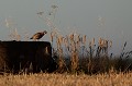  perdrix rouge, alectoris rufa, oiseau, méditérranéen, vertébré, plaine 