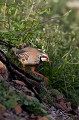  perdrix rouge, alectoris rufa, oiseau, méditérranéen, vertébré, plaine 