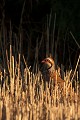  perdrix rouge, alectoris rufa, oiseau, méditérranéen, vertébré, plaine 