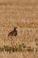  perdrix rouge, alectoris rufa, oiseau, méditérranéen, vertébré, plaine 