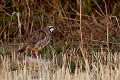  perdrix rouge, alectoris rufa, oiseau, méditérranéen, vertébré, plaine 