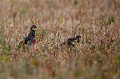  perdrix rouge, alectoris rufa, oiseau, méditérranéen, vertébré, plaine 