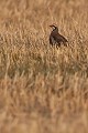  perdrix rouge, alectoris rufa, oiseau, méditérranéen, vertébré, plaine 