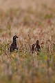  perdrix rouge, alectoris rufa, oiseau, méditérranéen, vertébré, plaine 