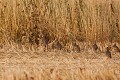  perdrix rouge, alectoris rufa, oiseau, méditérranéen, vertébré, plaine 