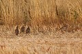  perdrix rouge, alectoris rufa, oiseau, méditérranéen, vertébré, plaine, jeunes 