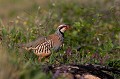  perdrix rouge, alectoris rufa, oiseau, méditérranéen, vertébré, plaine 