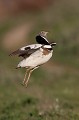  outarde canepetière, tetrax tetrax, oiseau, plaine, vertébré, France 