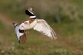 Saut de parade nuptiale outarde canepetière, tetrax tetrax, oiseau, plaine, vertébré, France 