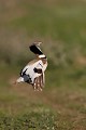 Saut de parade nuptiale outarde canepetière, tetrax tetrax, oiseau, plaine, vertébré, France 