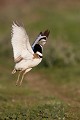 Saut de parade nuptiale outarde canepetière, tetrax tetrax, oiseau, plaine, vertébré, France 