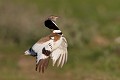 Saut de parade nuptiale outarde canepetière, tetrax tetrax, oiseau, plaine, vertébré, France 
