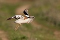 Saut de parade nuptiale outarde canepetière, tetrax tetrax, oiseau, plaine, vertébré, France 