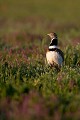  outarde canepetière, tetrax tetrax, oiseau, plaine, vertébré, France 