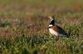  outarde canepetière, tetrax tetrax, oiseau, plaine, vertébré, France 