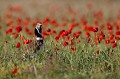  outarde canepetière, tetrax tetrax, oiseau, plaine, vertébré, France 