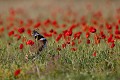 outarde canepetière, tetrax tetrax, oiseau, plaine, vertébré, France 