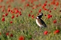  outarde canepetière, tetrax tetrax, oiseau, plaine, vertébré, France 
