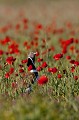  outarde canepetière, tetrax tetrax, oiseau, plaine, vertébré, France 