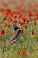  outarde canepetière, tetrax tetrax, oiseau, plaine, vertébré, France 