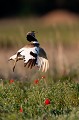  outarde canepetière, tetrax tetrax, oiseau, plaine, vertébré, France 
