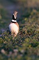  outarde canepetière, tetrax tetrax, oiseau, plaine, vertébré, France 