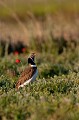  outarde canepetière, tetrax tetrax, oiseau, plaine, vertébré, France 